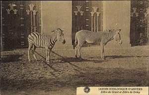 Ansichtskarte / Postkarte Zoologischer Garten Antwerpen, Großes Zebra, Grevyzebra