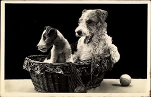 Ansichtskarte / Postkarte Terrier im Korb, Ball - Amag 728/1