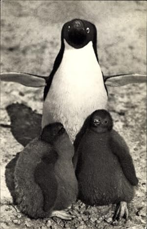 Ansichtskarte / Postkarte Pinguine, Pinguinmutter mit ihren Küken
