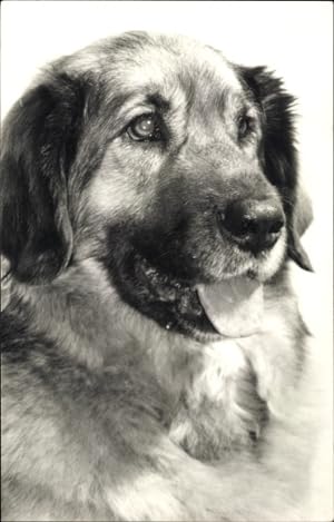 Foto Ansichtskarte / Postkarte Hund, Tierportrait, Maul, Zunge
