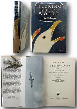 Seller image for THE HERRING GULL'S WORLD a study of the social behaviour of birds. for sale by John  L. Capes (Books) Established 1969