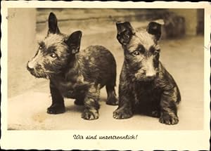 Ansichtskarte / Postkarte Zwei Terrier-Welpen, Tierportrait, Wir sind unzertrennlich