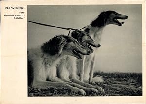 Ansichtskarte / Postkarte Drei Windhunde, Leine, Tierportrait