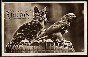 Ansichtskarte Chums, Katze und Papagei gemeinsam auf einem Käfig