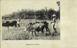 Ansichtskarte / Postkarte Indien, Bauern, Ackerarbeit, Pflug, Rinder
