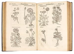 Seller image for Theatrum Botanicum: The theater of plants.: Or, An herball of a large extent: containing therein a more ample and exact history and declaration of the physicall herbs and plants that are in other authours, encreased by the accesse of many hundreds of new, rare, and strange plants from all the parts of the world, with sundry gummes, and other physicall materials, than hath beene hitherto published by any before; and a most large demonstration of their natures and vertues. Shevving vvithall the many errors, differences, and oversights of sundry authors that have formerly written of them; and a certaine confidence, or most probable conjecture of the true and genuine herbes and plants. Distributed into sundry classes or tribes, for the more easie knowledge of the many herbes of one nature and property, with the chiefe notes of Dr. Lobel, Dr. Bonham, and others inserted therein. / Collected by the many yeares travaile, industry, and experience in this subject, by Iohn Parkinson apothecary o for sale by Liber Antiquus Early Books & Manuscripts