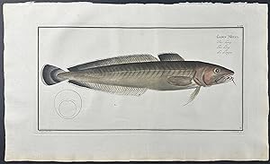 Ling Fish - Gadus Molva