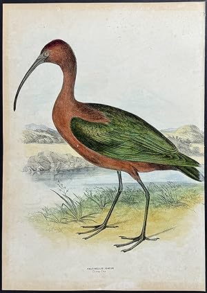 Glossy Ibis