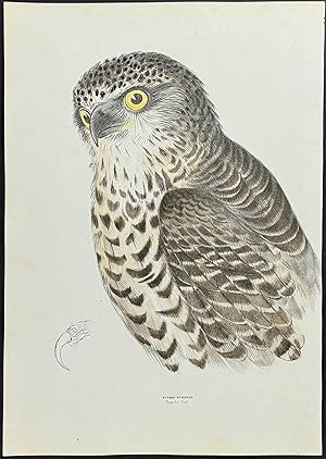 Powerful Owl