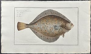 Plaise or Flounder - Pleuronectes Platessa