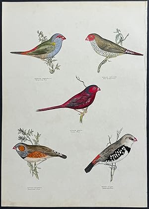 Red-eyebrowed Finch / Red-tailed Finch / Crimson Finch / Chestnut-eared Finch / Spotted-sided Finch