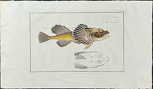 Fish - Cottus Quadricornis