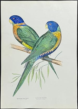 Red-collared & Swainson's Lorikeet