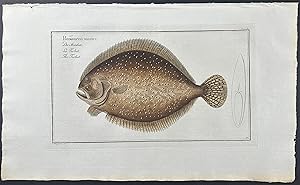 Turbot or Flounder - Pleuronectes Maximus