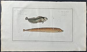 Butterfish, Bulcard - Blennius Gunellus, Pholis