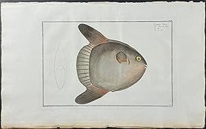 Sun-Fish - Diodon Mola