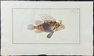 Scorpionfish - Scorpaena Antennata