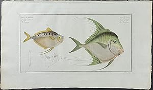 Fish - Zeus Insidiator, Z. Gallus