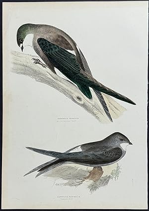 Australian Spine-tailed Swift / Australian Swift