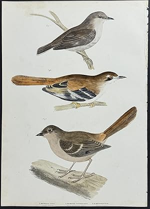 Dusky Robin / White-eyebrowed Robin / Scrub Robin