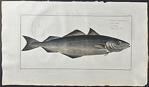 Coal Fish - Gadus Carbonarius