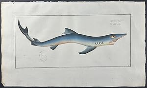 Blue Shark - Squalus Glaucus