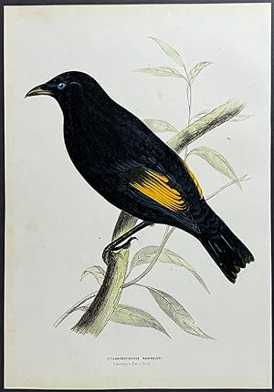 Rawnsley's Satin Bird