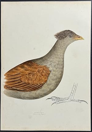 Mound Raising Megapode