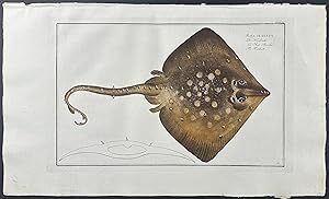 Thornback Ray - Raja Clavata