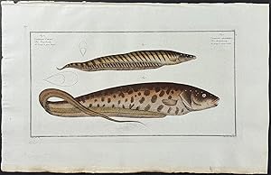 Eel - Gymnotus Carapo, G. Brachurus