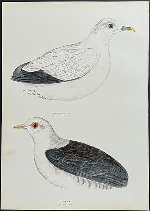 Torres Straits Fruit Pigeon / White-headed Fruit Pigeon
