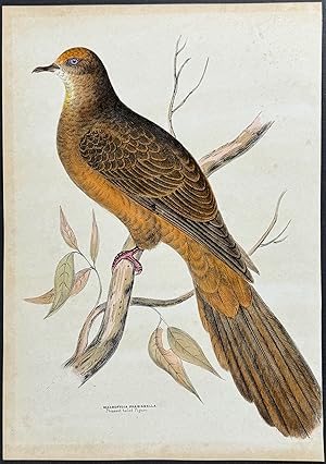 Pheasant-tailed Pigeon