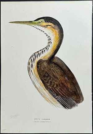 Yellow-necked Bittern