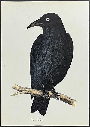 White-eyed Crow