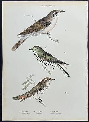 Black-eared Cuckoo / Shining Cuckoo / Narrow-billed bronzed Cuckoo