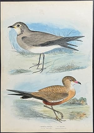 Australian Pratincole / Oriental Pratincole