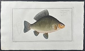 Crucian - Cyprinus Carassius