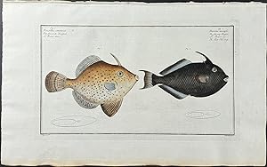 Old-Wife or Triggerfish - Balistes Chinensis & B. Ringens