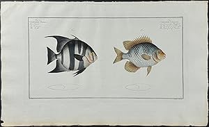 Smith, Angel-Fish of Curaco - Chaetodon Faber, C. Curaco