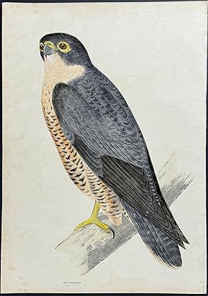 Peregrine Falcon