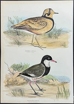 Australian Dottrell / Banded Red-kneed Dottrell