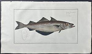 Pollack Fish - Gadus Pollachius