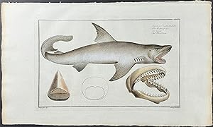 White Shark - Squalus Carcharias
