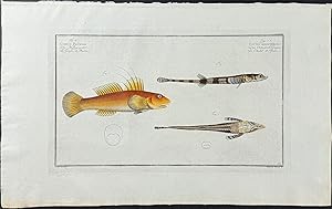 Fish - Gobius Plumieri, Cottus Monopterigius