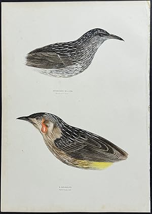 Brushwattle Bird / Wattled Honyeater