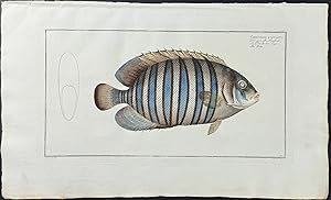 Fish - Chaetodon Fasciatus
