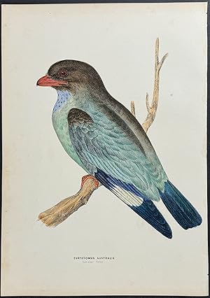 Australian Roller