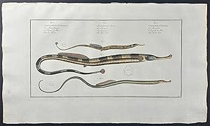 Sea Adder, Pipe Fish, Needle Fish - Syngnathus Ophidion, S. Acus, S. Typhle