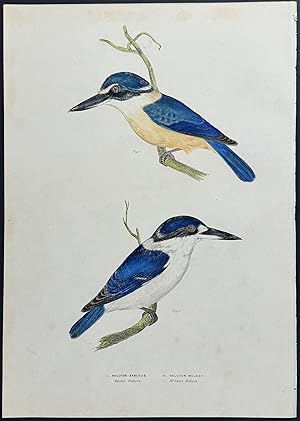 Macleay's Halcyon or Kingfisher / Sacred Halcyon or Kingfisher