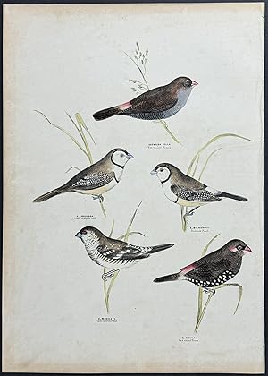 Bicheno's Finch / Black-rumped Finch / Red-eared Finch / Plain-coloured Finch